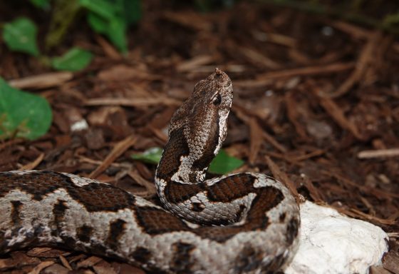 V. a. meridionalis Männchen "Korfu"